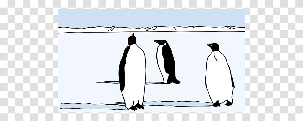 Penguins Bird, Animal, King Penguin Transparent Png