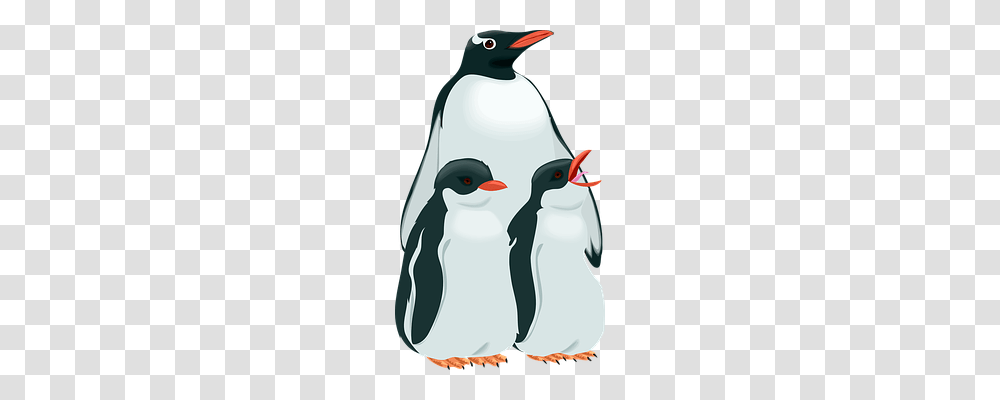 Penguins Bird, Animal, King Penguin, Snowman Transparent Png