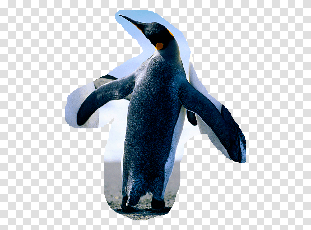 Penguins, Bird, Animal, King Penguin, Cat Transparent Png