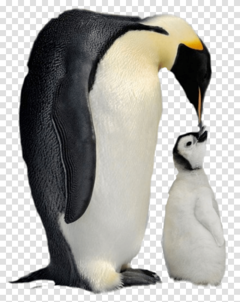 Penguins Emperor Penguin, Bird, Animal, King Penguin, Snowman Transparent Png