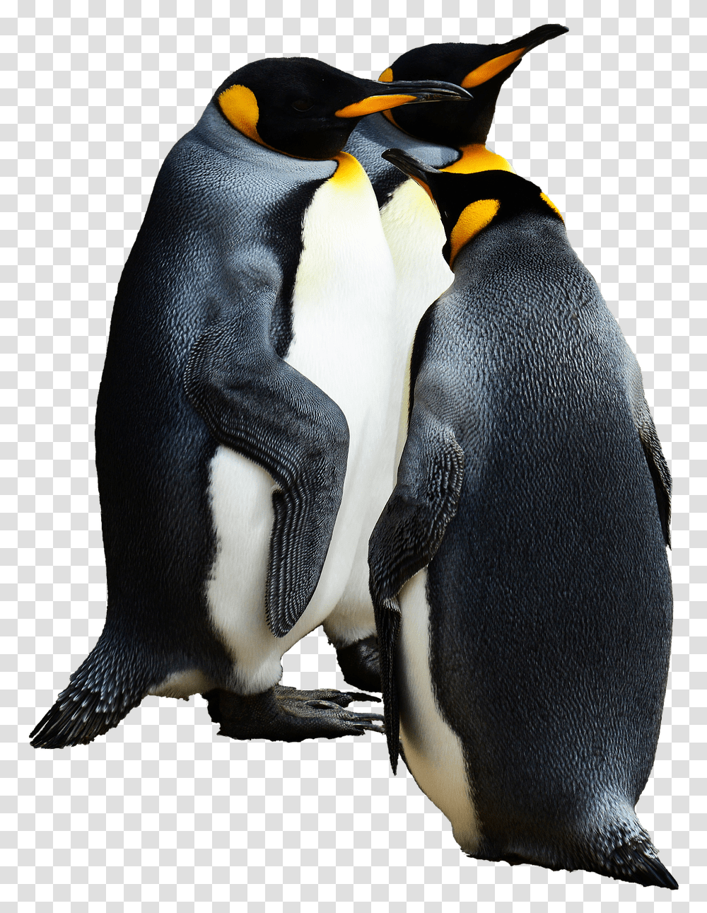 Penguins Group Of Emperor Penguin Background, Bird, Animal, King Penguin Transparent Png