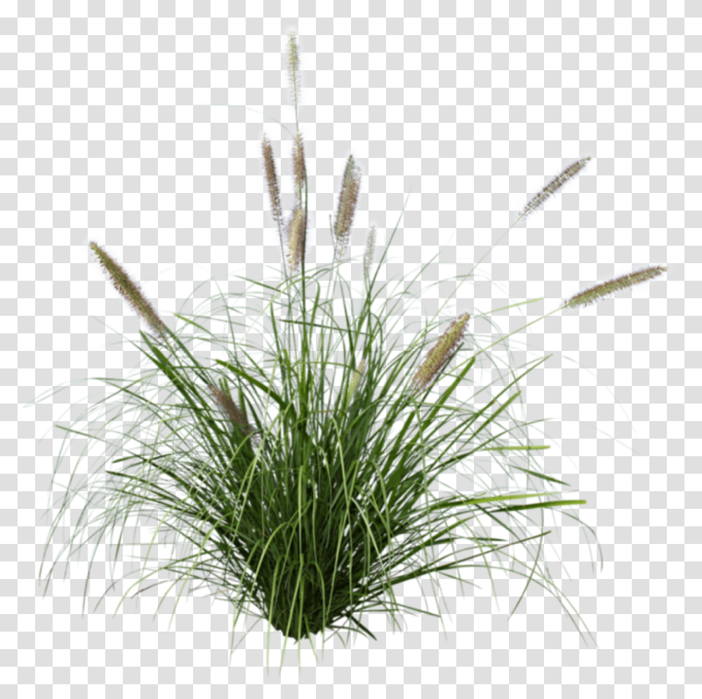 Pennisetum Grass, Plant, Flower, Blossom, Vegetation Transparent Png