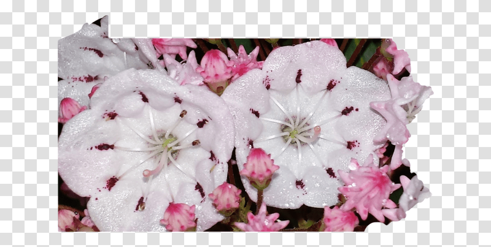 Pennsylvania Gerbera, Plant, Flower, Blossom, Geranium Transparent Png