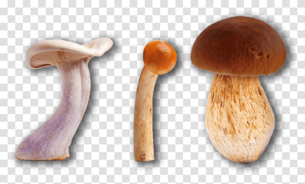 Penny Bun, Plant, Amanita, Agaric, Mushroom Transparent Png