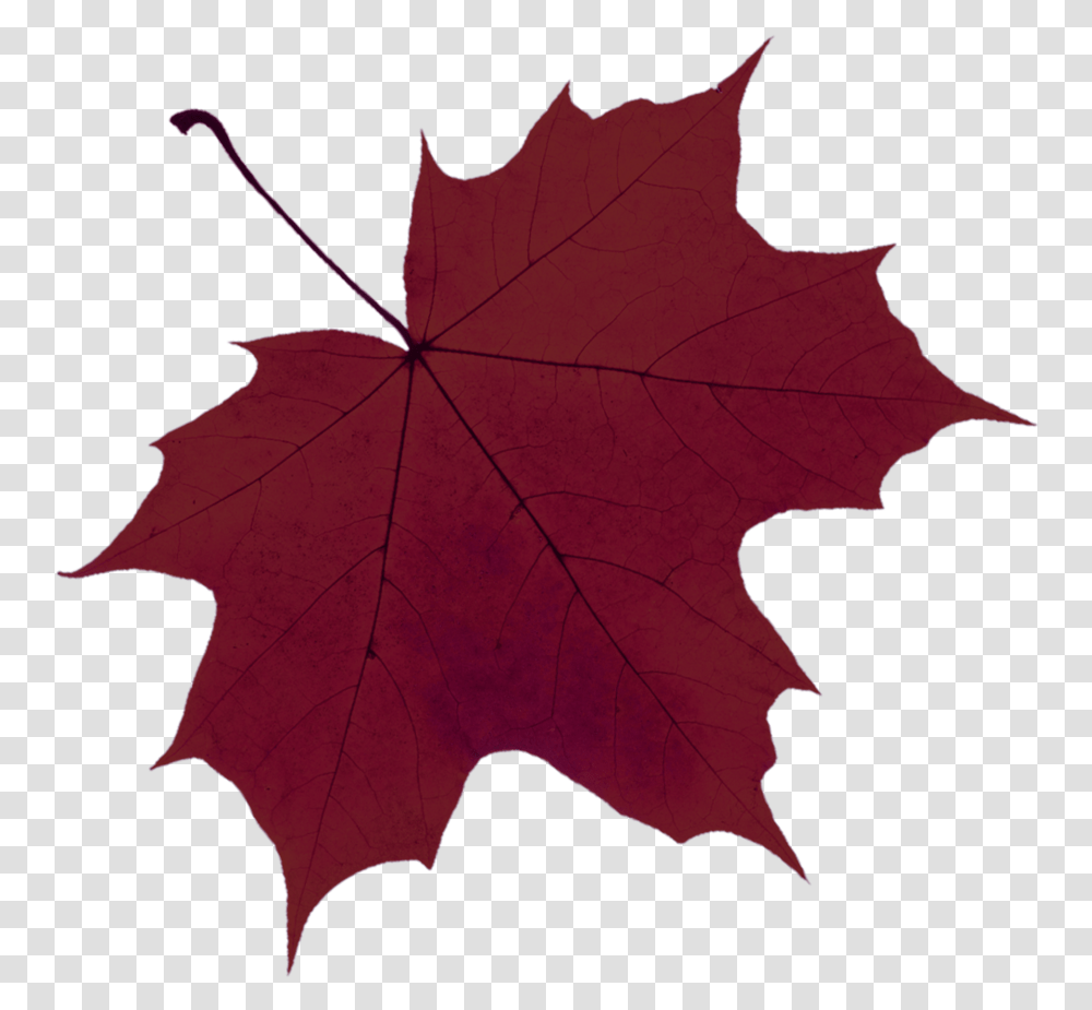 Penny Maple Leaf, Plant, Tree Transparent Png