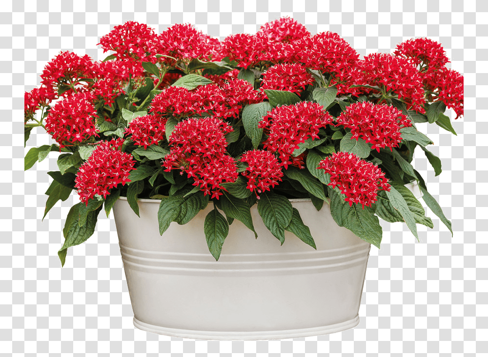 Pentas Flower On Pot, Plant, Blossom, Dahlia, Geranium Transparent Png