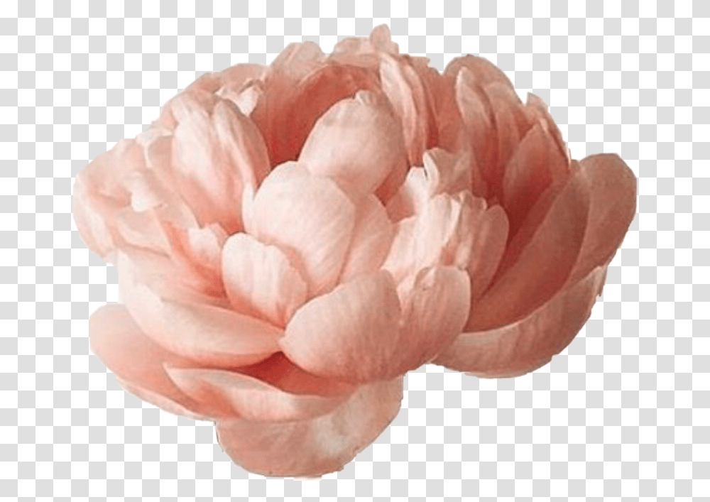 Peon Flower Sticker By Mikabek97 Aesthetic Peony, Plant, Blossom, Carnation, Petal Transparent Png
