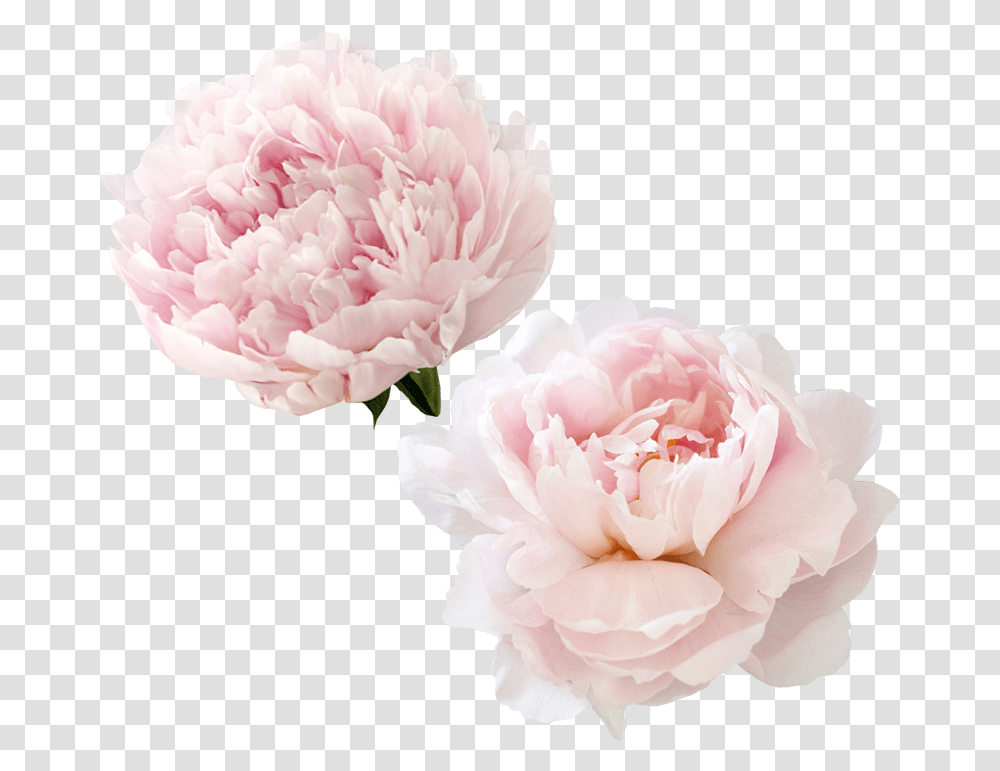 Peonies Clipart Pink Peonies Flower Background, Plant, Blossom, Peony, Carnation Transparent Png