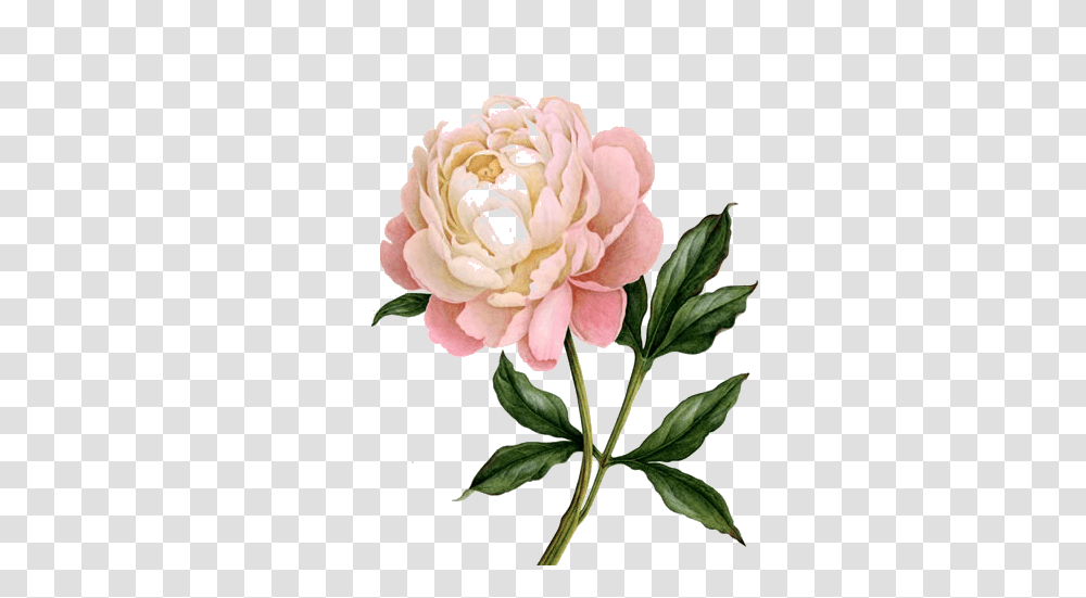 Peonies Clipart, Plant, Rose, Flower, Blossom Transparent Png