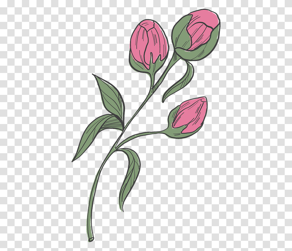 Peonies Clipart Tulipa Humilis, Plant, Rose, Flower, Blossom Transparent Png