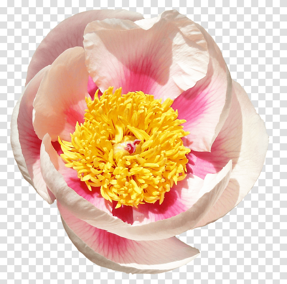 Peonies Common Peony, Plant, Rose, Flower, Blossom Transparent Png