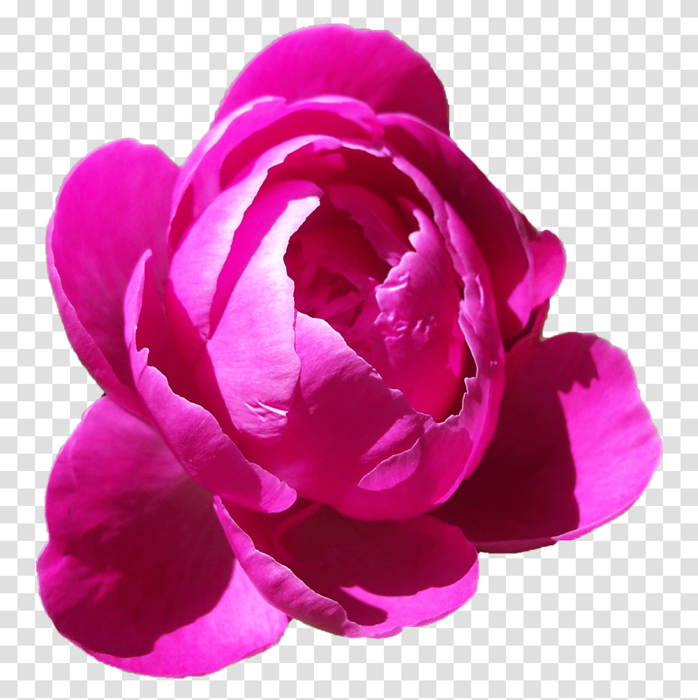 Peonies Free Peony, Plant, Flower, Blossom, Rose Transparent Png