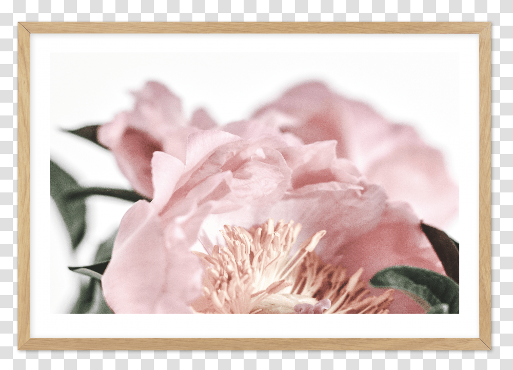 Peonies Ii Transparent Png