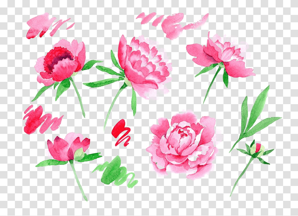 Peonies Image Peonies Cartoon, Plant, Carnation, Flower, Blossom Transparent Png