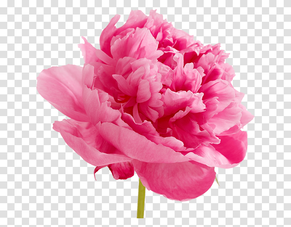 Peonies Image Pink Carnation Flowers Clipart, Plant, Blossom, Peony, Rose Transparent Png