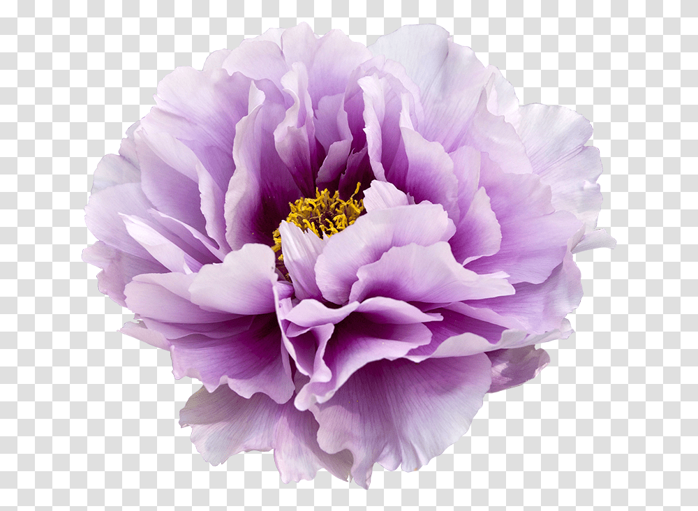 Peonies Images Peony Flower, Plant, Blossom, Rose, Petal Transparent Png