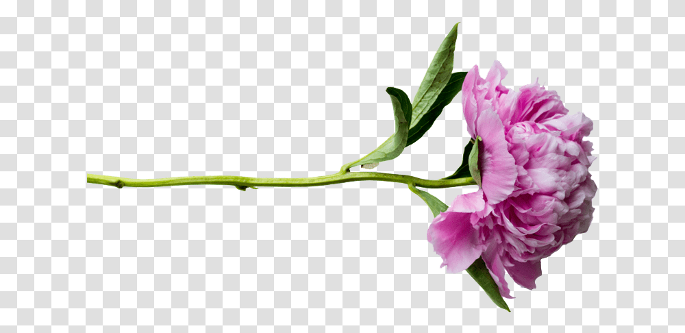 Peonies Peony, Plant, Flower, Blossom, Petal Transparent Png