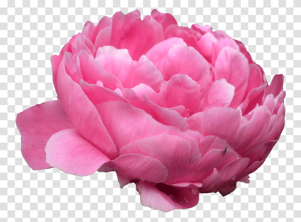 Peonies Photo Peonies, Plant, Rose, Flower, Blossom Transparent Png