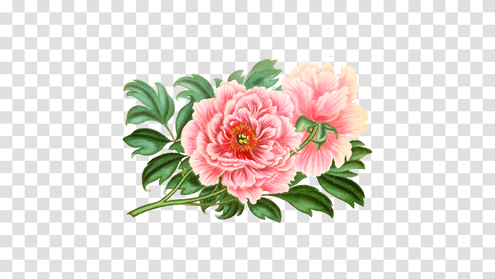 Peonies, Plant, Flower, Blossom, Floral Design Transparent Png