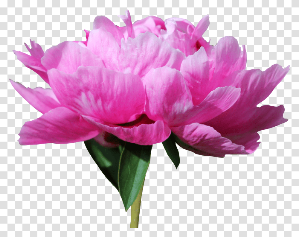 Peony 12 By Thy Darkest Hour Peony, Plant, Flower, Blossom, Carnation Transparent Png
