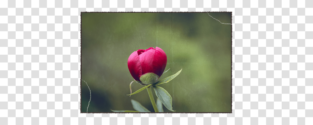 Peony Nature, Plant, Bud, Sprout Transparent Png