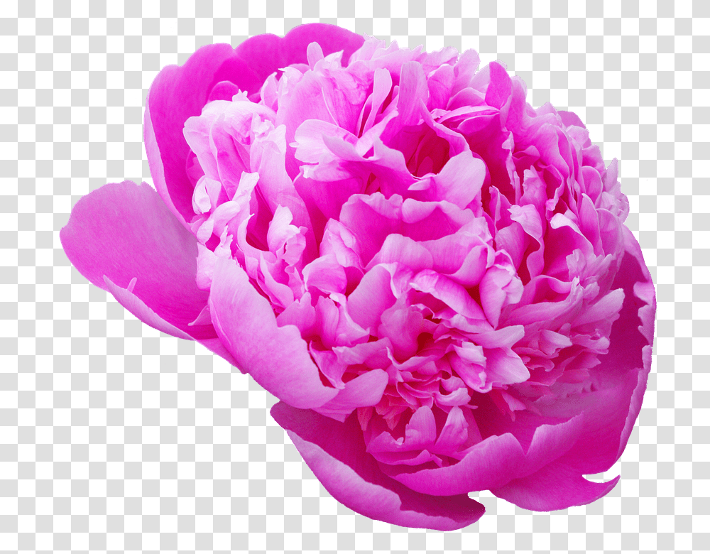 Peony 960, Flower, Plant, Blossom, Rose Transparent Png