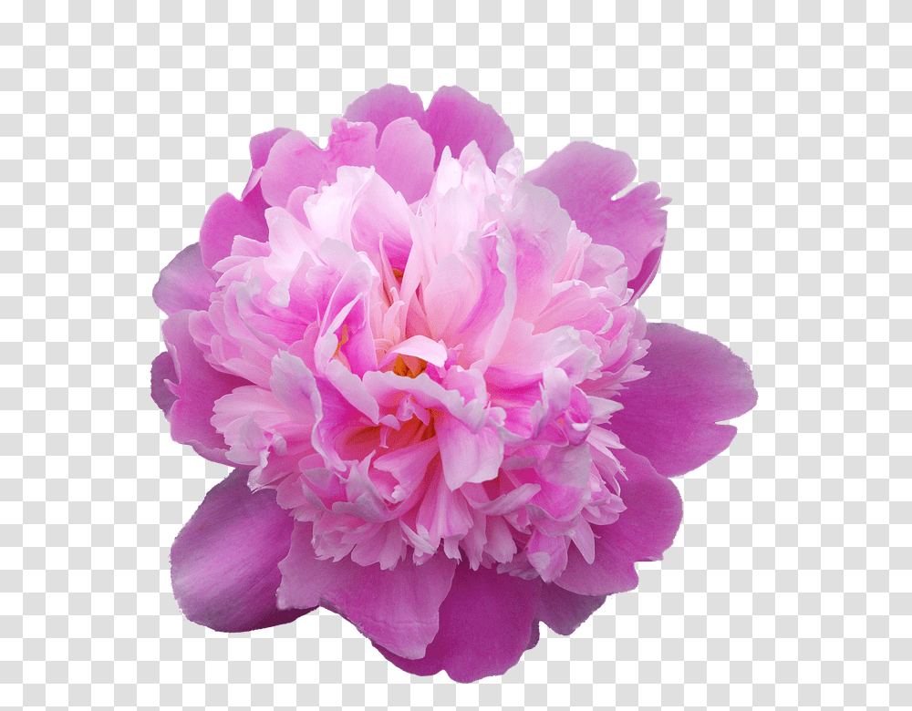 Peony 960, Flower, Plant, Blossom, Rose Transparent Png