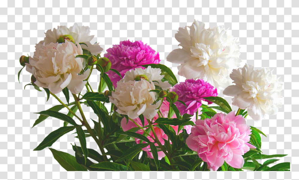 Peony 960, Flower, Plant, Blossom, Geranium Transparent Png