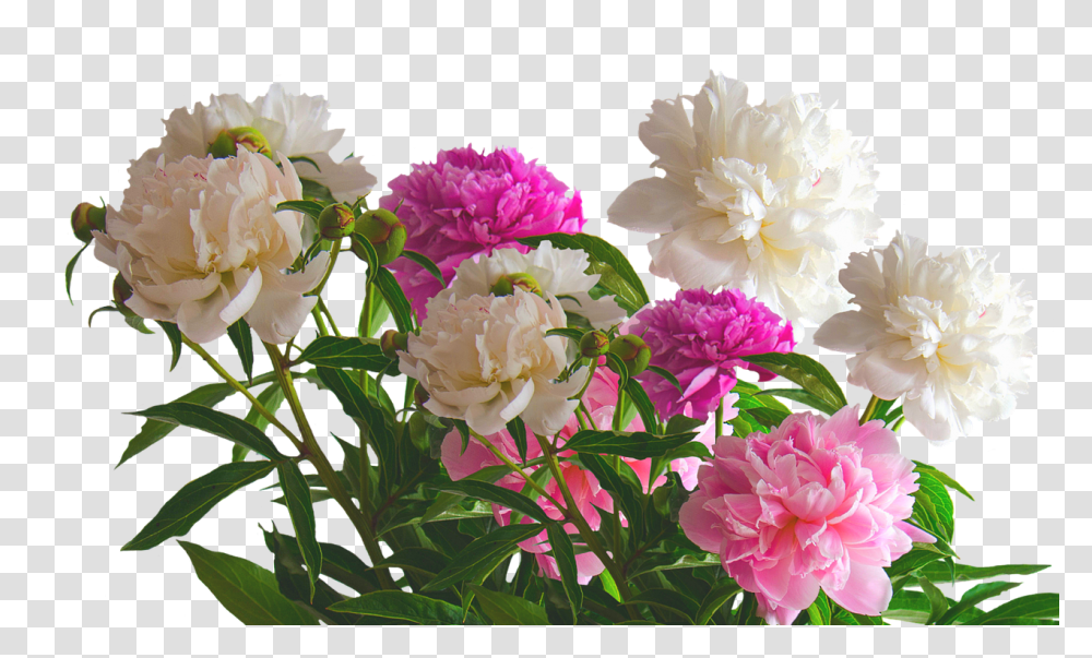 Peony Nature, Flower, Plant, Blossom Transparent Png