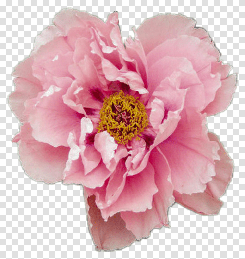 Peony Aesthetic Flower Pink Pretty Tumblr Pastel Rose Aesthetic Flower, Plant, Blossom, Carnation, Petal Transparent Png