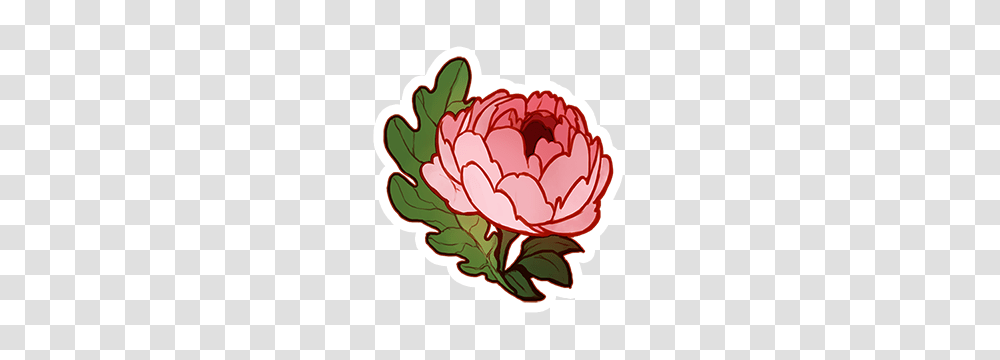 Peony And Oak, Plant, Flower, Blossom, Dahlia Transparent Png