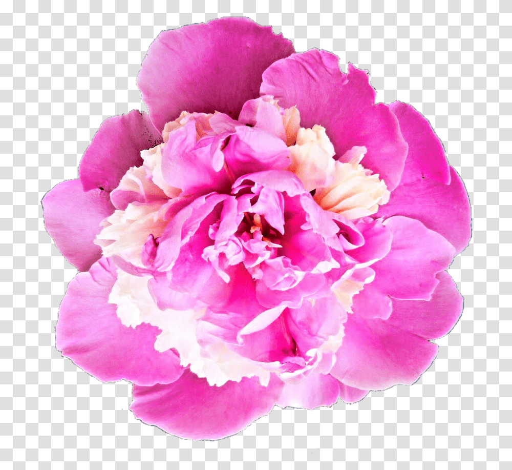 Peony Bhavpurna Shraddhanjali Flower, Plant, Rose, Blossom, Carnation Transparent Png