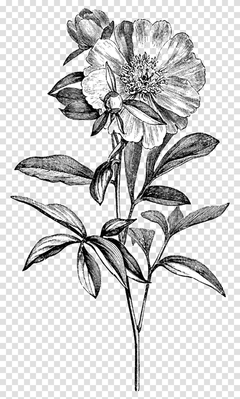 Peony Black And White Vintage Flower Drawing, Plant, Blossom, Floral Design, Pattern Transparent Png