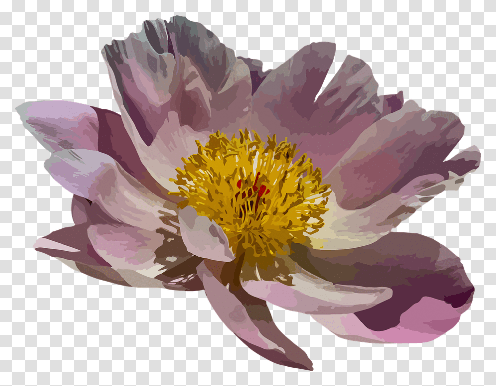 Peony Blossom Bloom Water Lily, Plant, Pollen, Flower, Petal Transparent Png