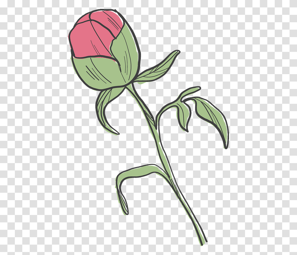 Peony Bud Clipart Common Peony, Plant, Flower, Blossom, Rose Transparent Png