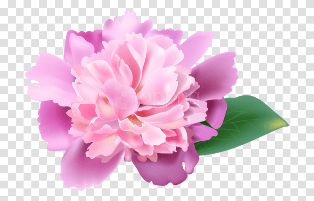 Peony Cherry Blossom Realistic Flower Clip Art, Plant, Rose, Carnation, Dahlia Transparent Png