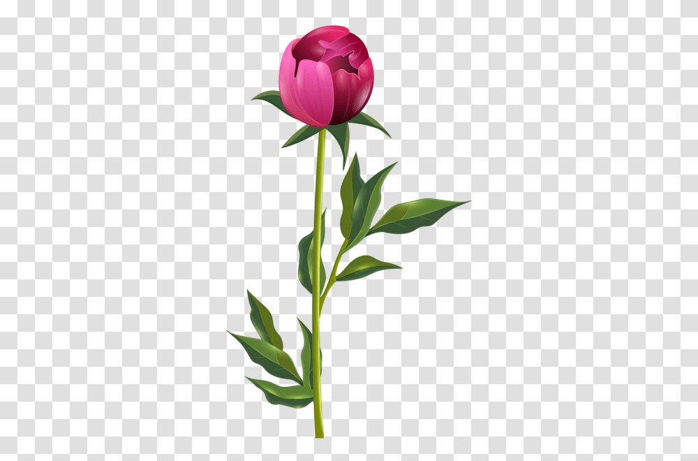 Peony Clip Art Image Desenhos Art Images Clip, Plant, Flower, Blossom, Tulip Transparent Png