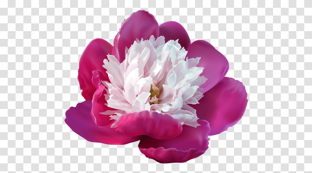 Peony Clip Art Image Peonies Flowers Clipart, Plant, Blossom, Rose, Carnation Transparent Png