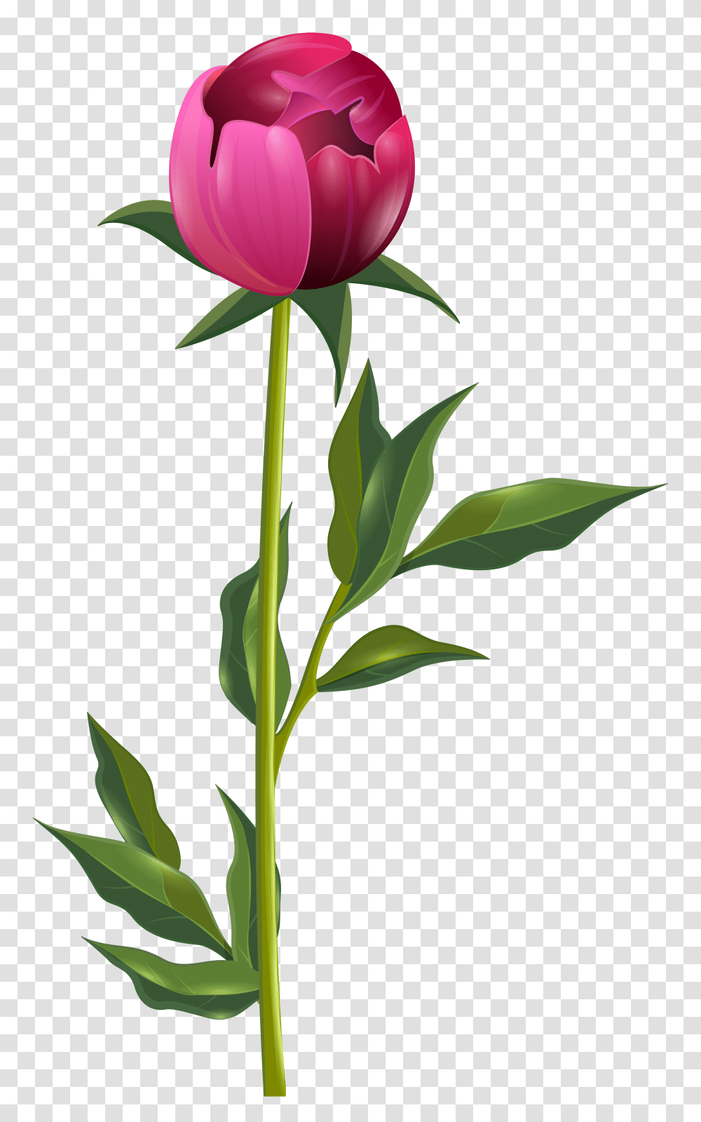 Peony Clip Art, Plant, Flower, Blossom, Tulip Transparent Png