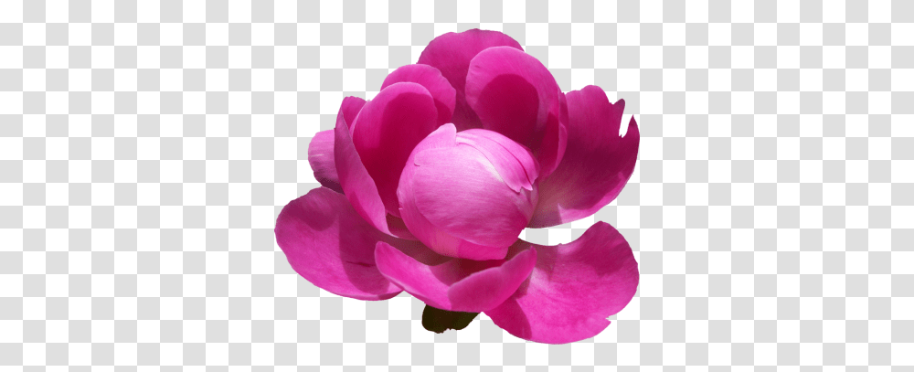 Peony Clipart 18509 Transparentpng Paeonia Flowers Hd, Plant, Petal, Blossom, Rose Transparent Png