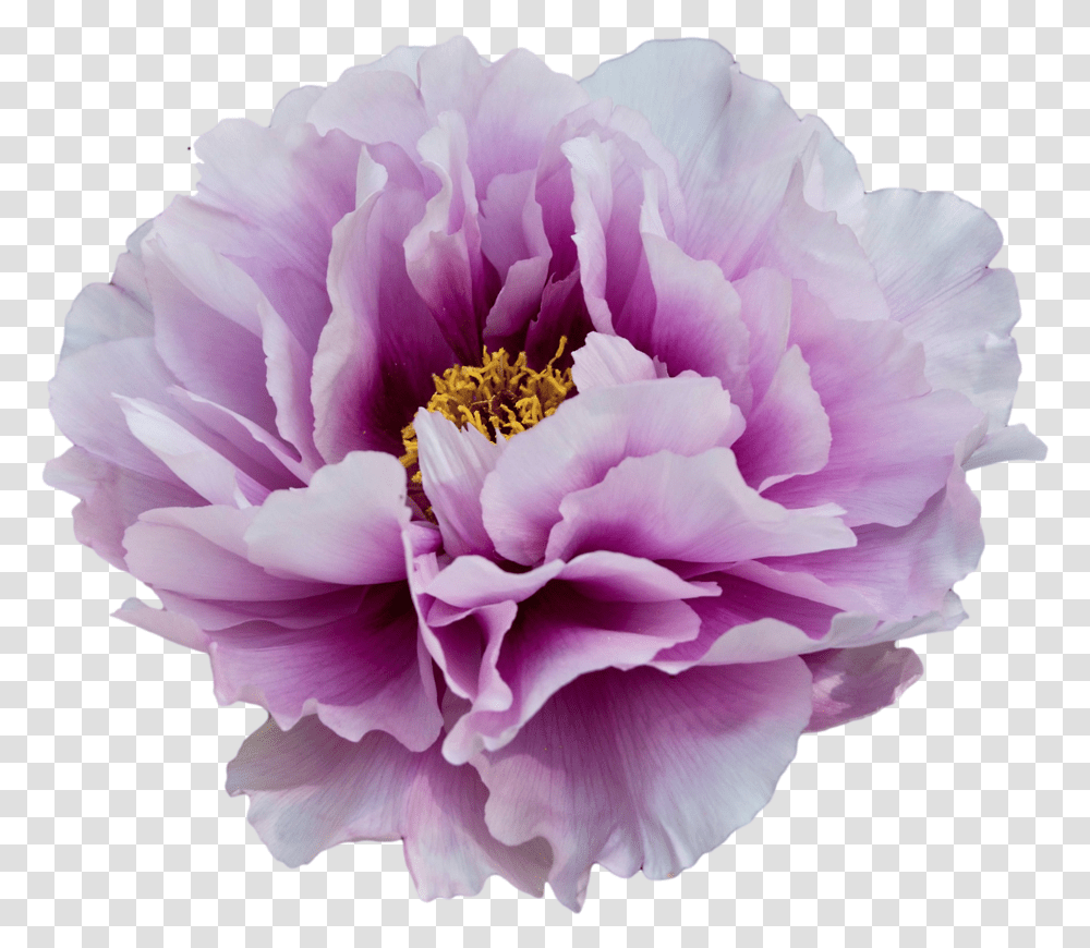 Peony Clipart Background Purple Flowers White And Purple Peony, Plant, Blossom, Rose, Petal Transparent Png