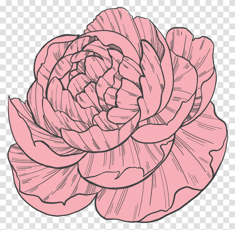 Peony Clipart Free Download Creazilla Lovely, Plant, Flower, Blossom, Spiral Transparent Png