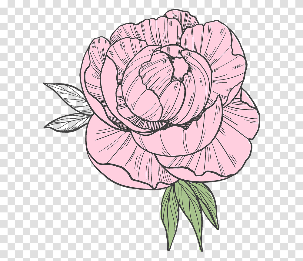 Peony Clipart Persian Buttercup, Plant, Flower, Blossom, Carnation Transparent Png