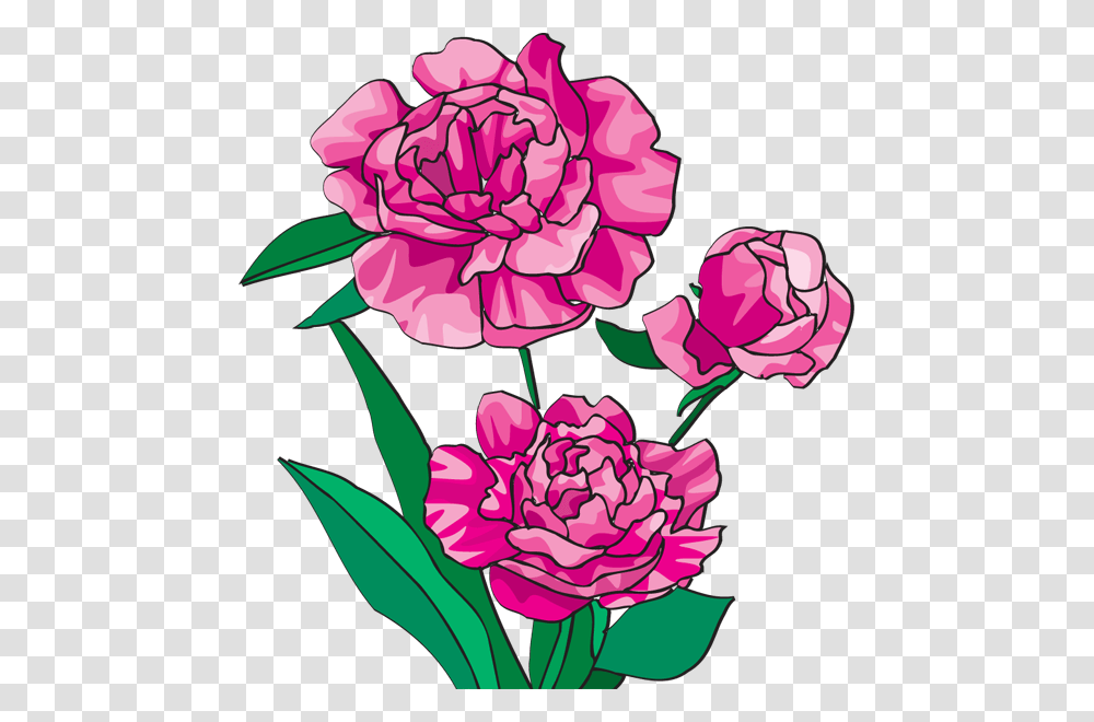 Peony Cliparts Free, Plant, Flower, Blossom, Carnation Transparent Png