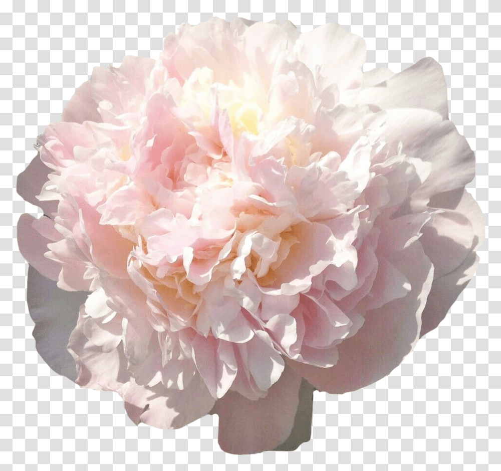 Peony Florence Nicholls Blush, Rose, Flower, Plant, Blossom Transparent Png