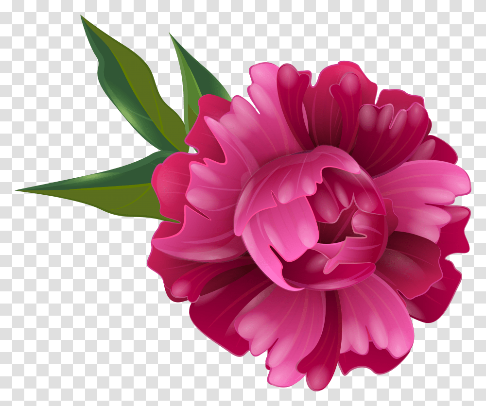Peony Flower Clipart Peonies Transparent Png
