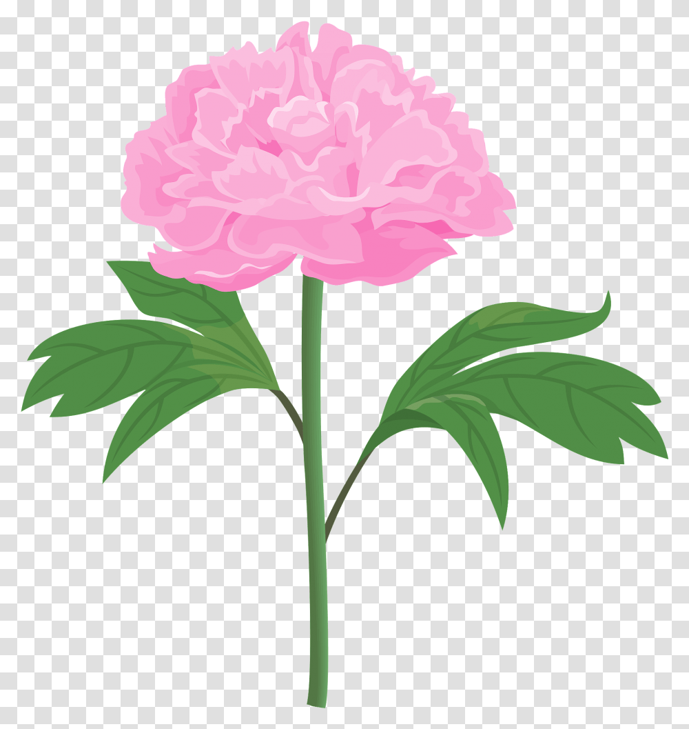 Peony Flower Clipart Pink Peonies Flowers Clipart, Plant, Carnation, Blossom Transparent Png