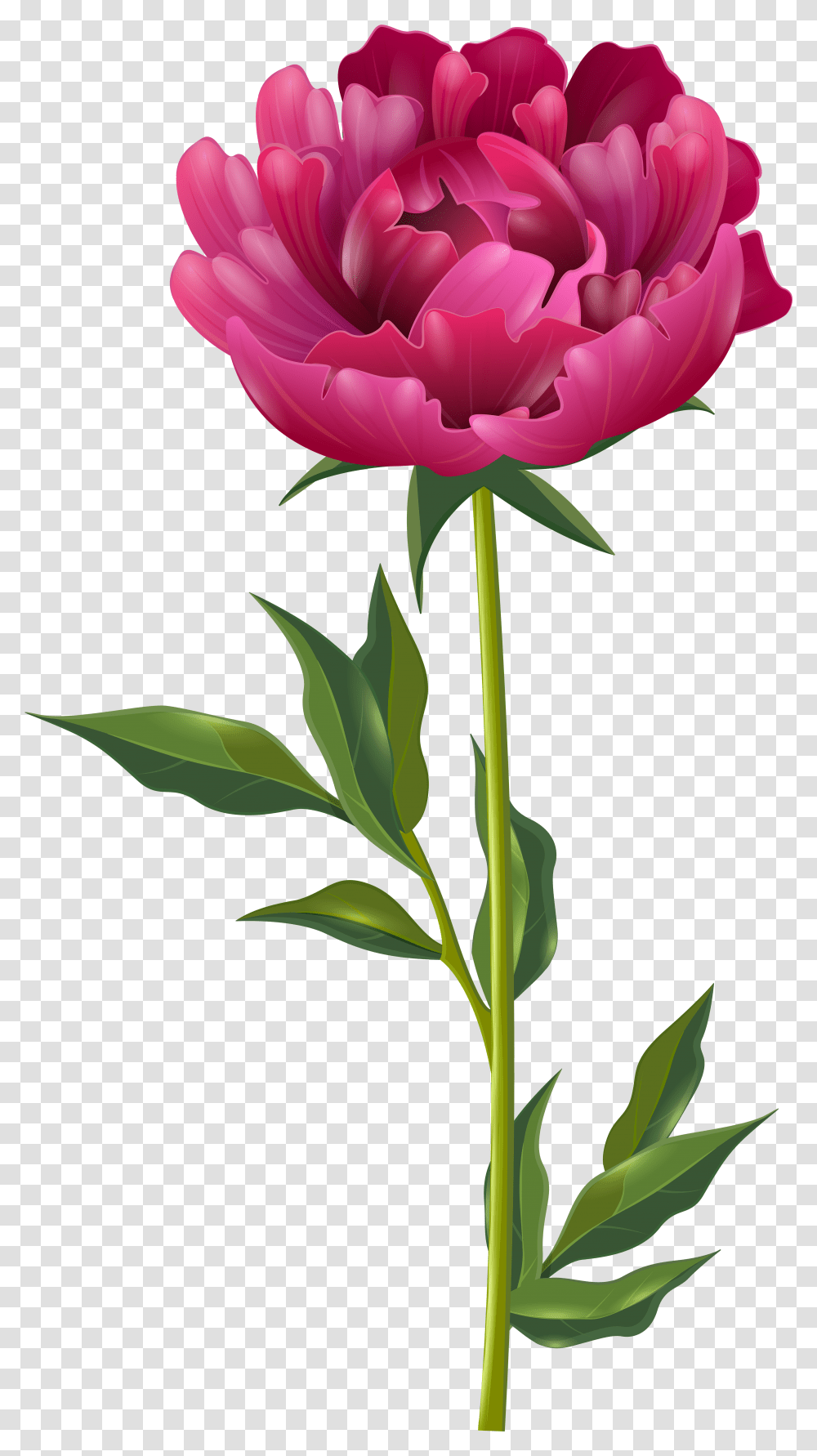 Peony Flower Clipart Transparent Png