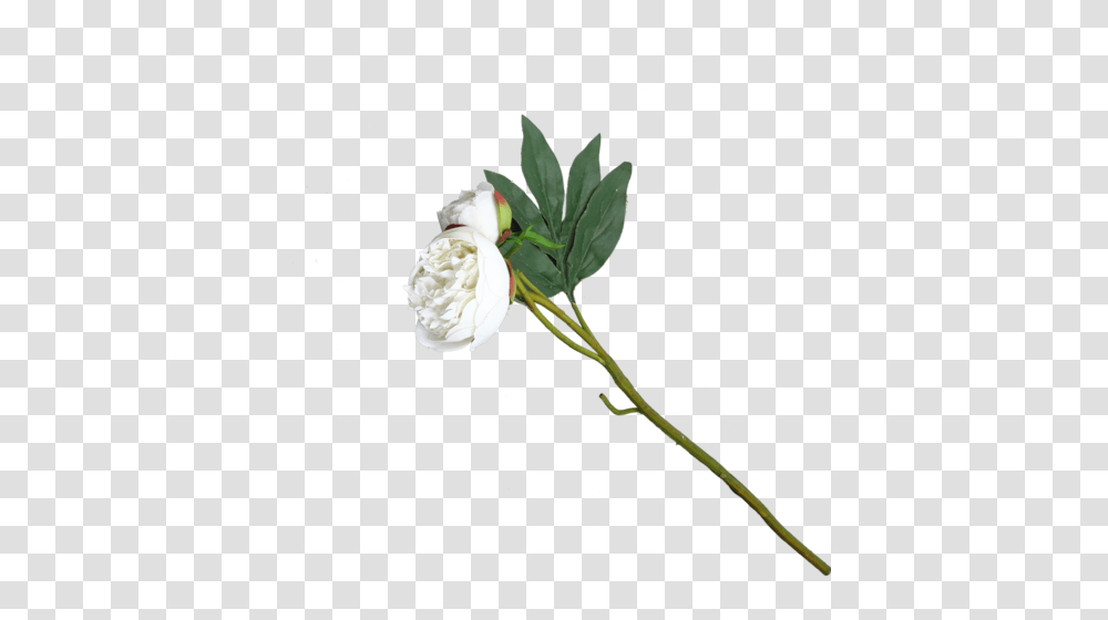 Peony Flower Fake Flower Kritim Phool, Plant, Blossom, Acanthaceae, Petal Transparent Png