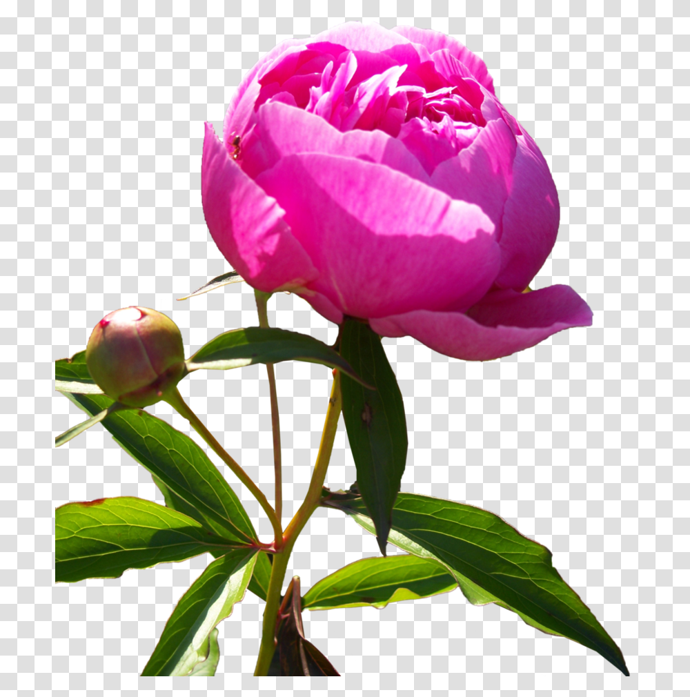 Peony Flower Qc80 Wallpaper V Flower Peony Hd, Plant, Rose, Blossom, Acanthaceae Transparent Png